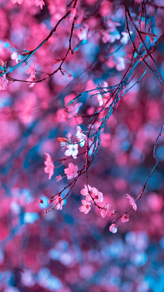 Art flower red light cherry blossom spring