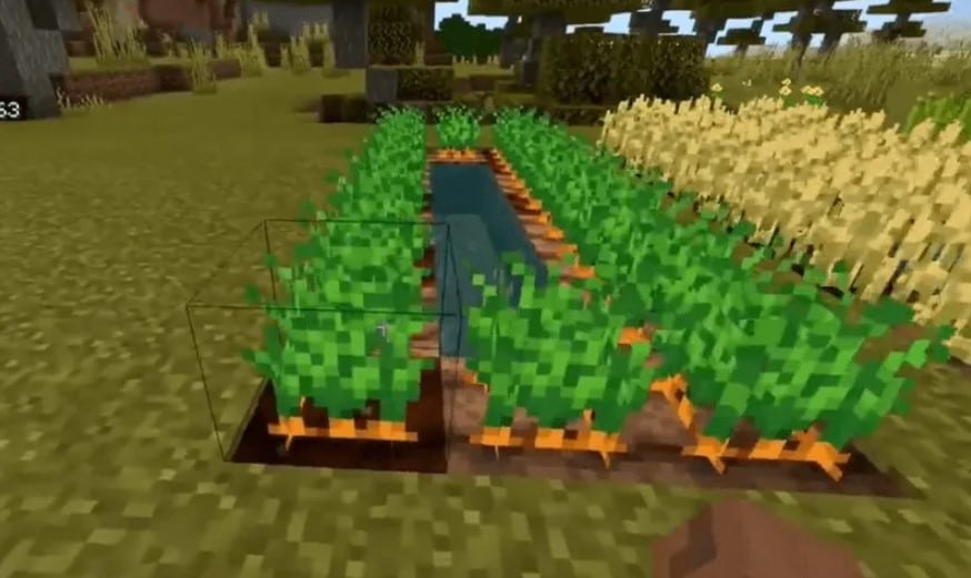 Harvest your carrots in Minecraft