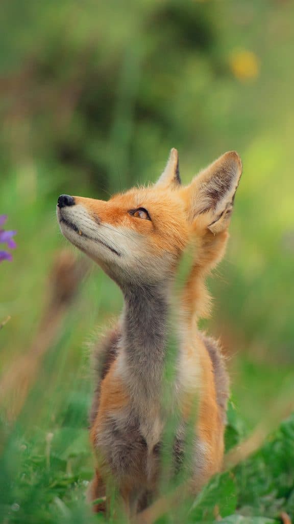 Little fox animal cute nature