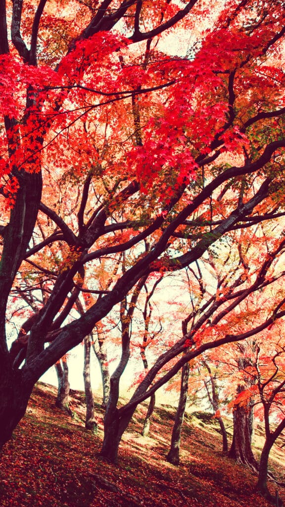 Nature fall autumn wood tree