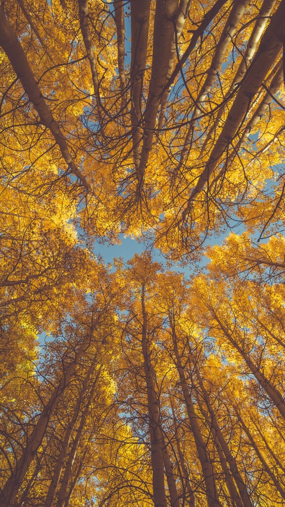 Nature fall tree autumn