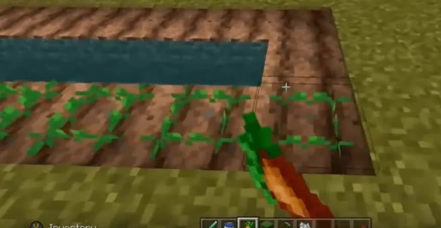 Plant carrots in Minecraft