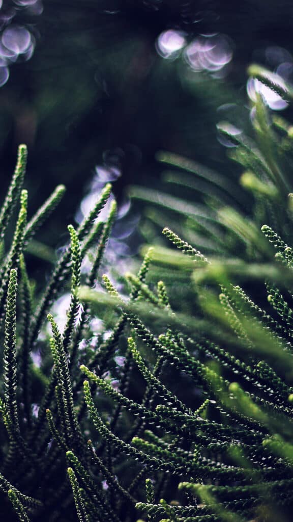 Tree green bokeh nature spring blue dark