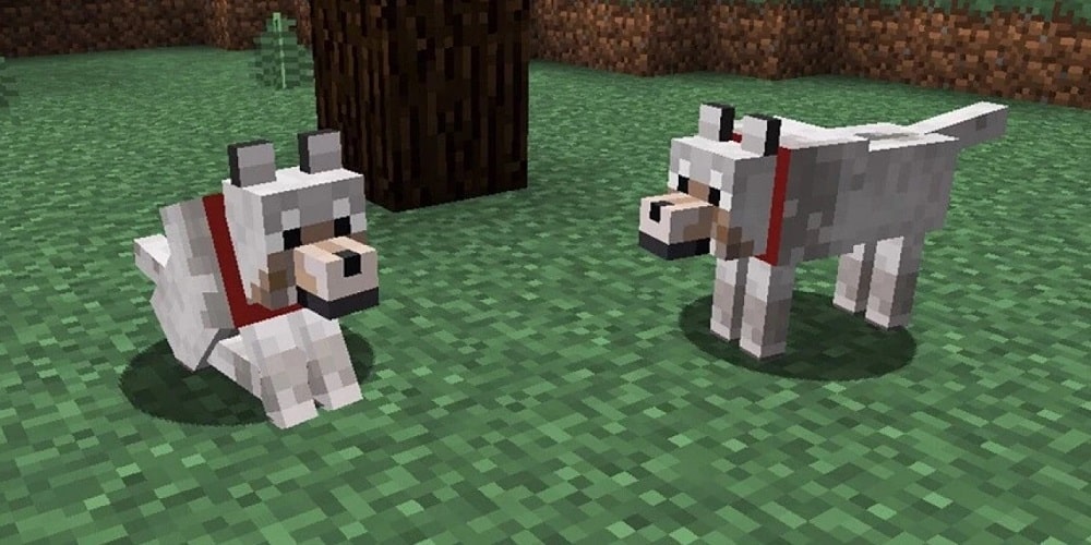 Tame A Wolf In Minecraft