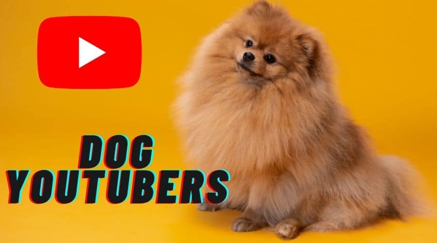 Dog Youtube Channels