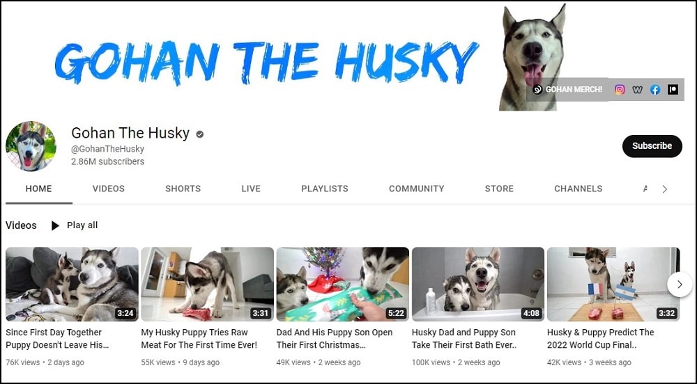 Gohan The Husky Dog Youtubers