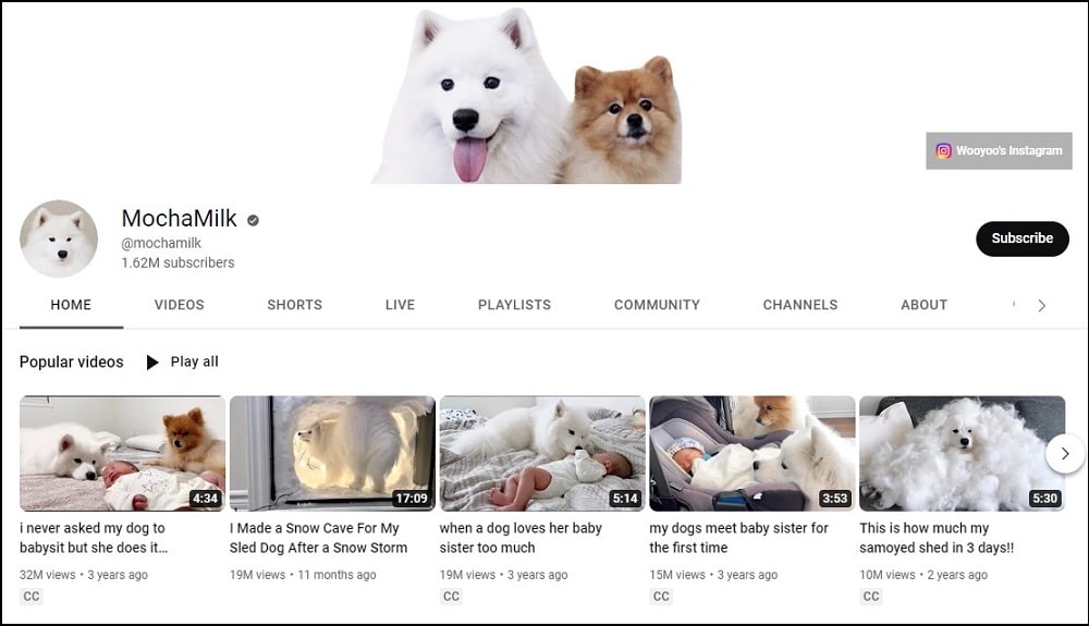 MochaMilk Dog Youtubers