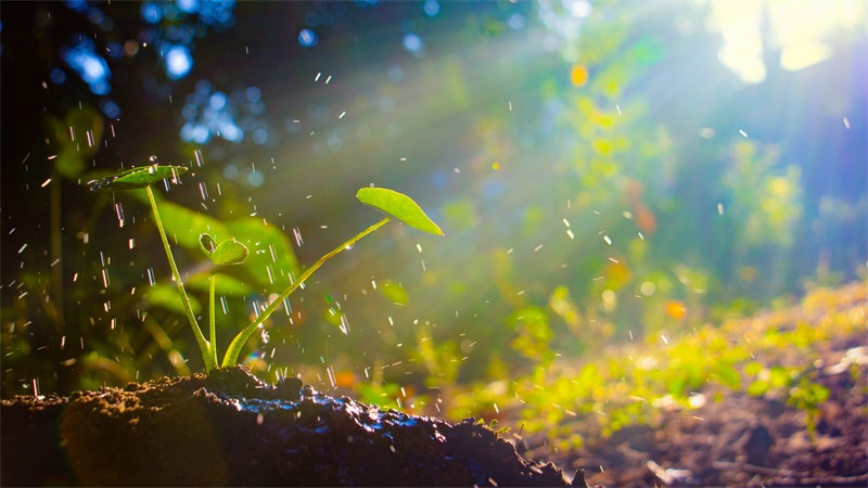 What is Plant Diversity