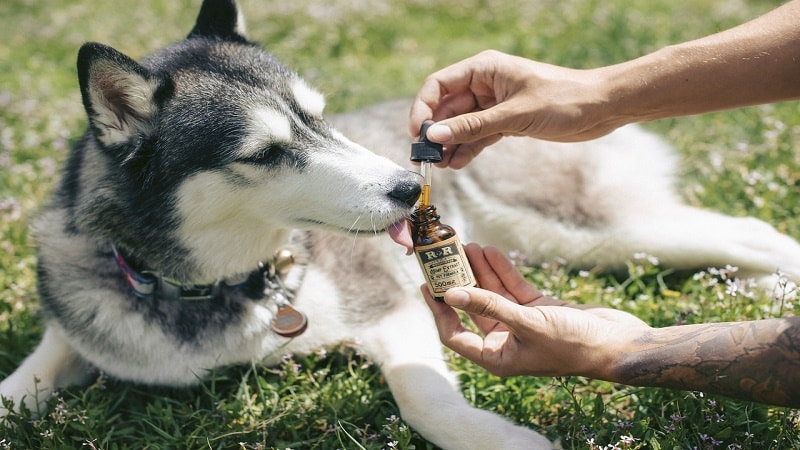 Comparing CBD Dog Treats with Traditional Medications