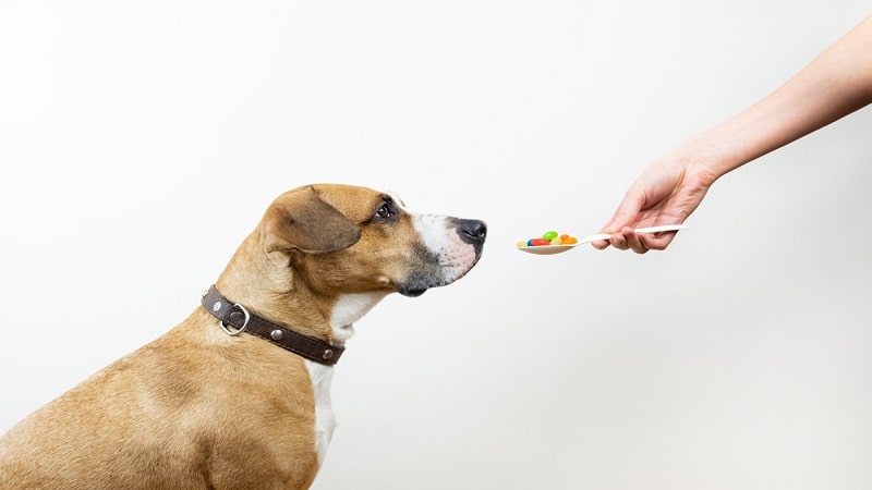 Traditional Dog Medications